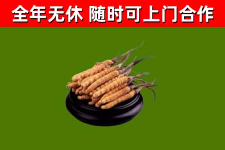 华宁烟酒回收冬虫夏草.jpg