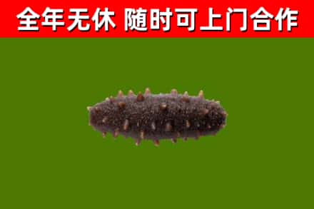 华宁烟酒回收干海参.jpg